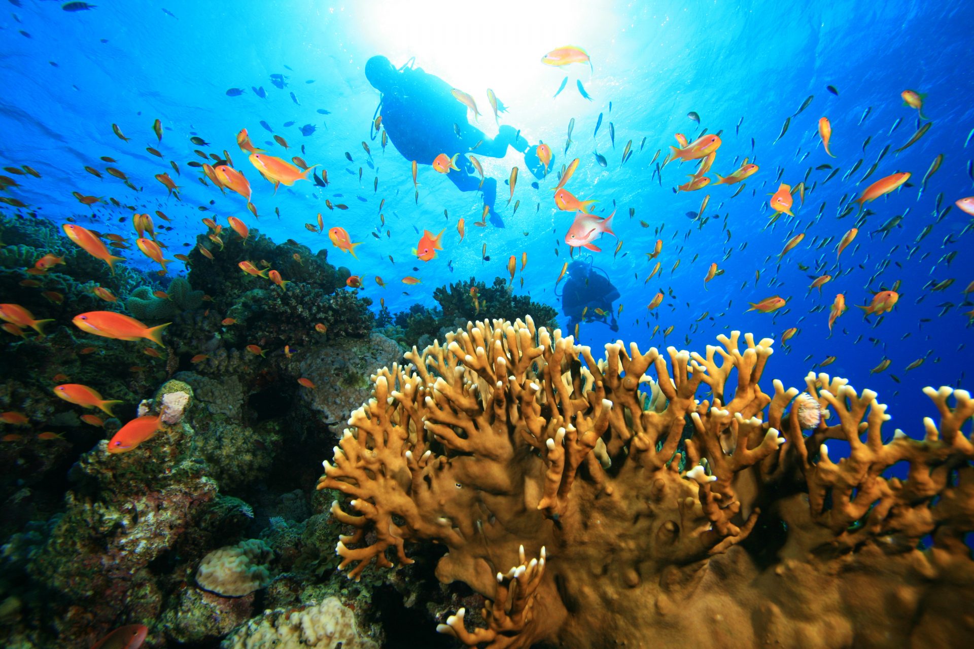 Scuba divers among coral and reef fish in the Solomon Islands